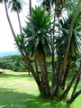 Dragon tree
